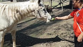 milf fucked by a horse
